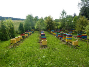 MIODOLAND polské úly včelí královny ukládající med Polsko 05